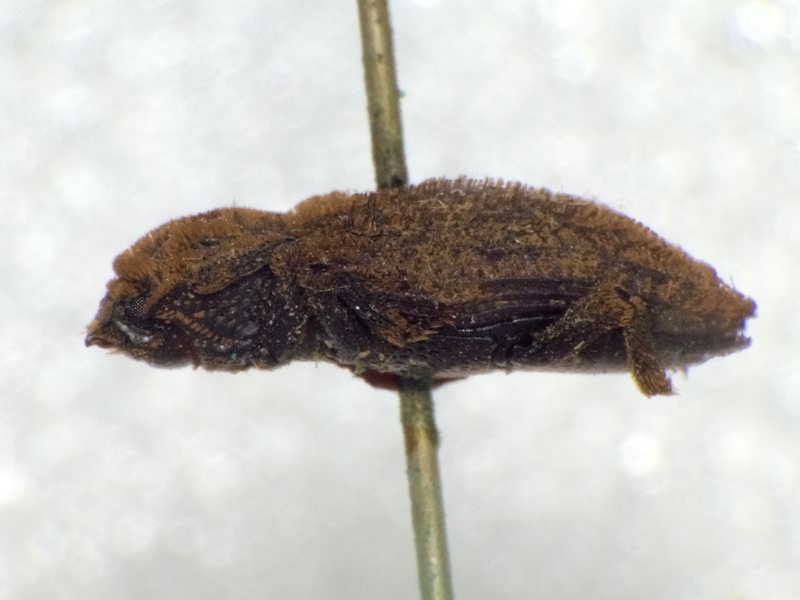 Dastarcus porosus Walker, 1858